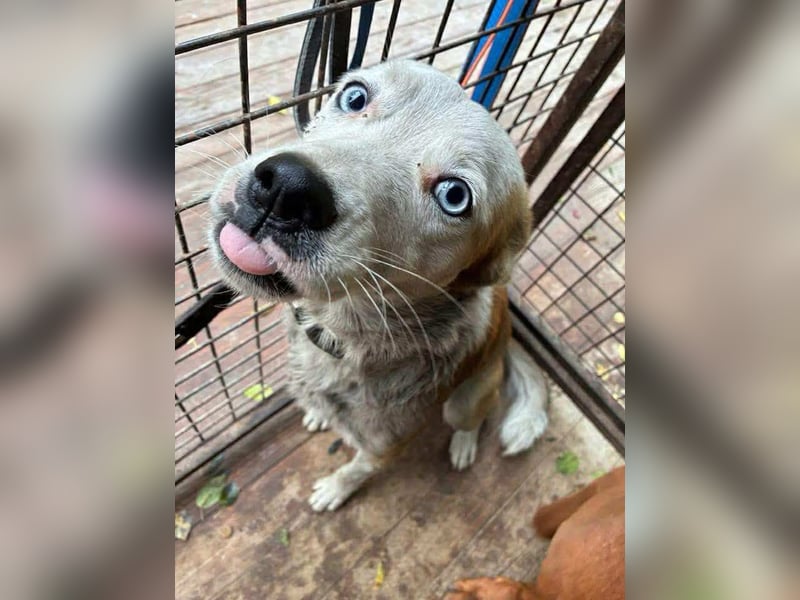 Prince, menschenbezogener Husky Mischling geb. 2023