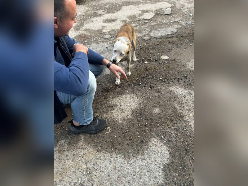 Prince, menschenbezogener Husky Mischling geb. 2023