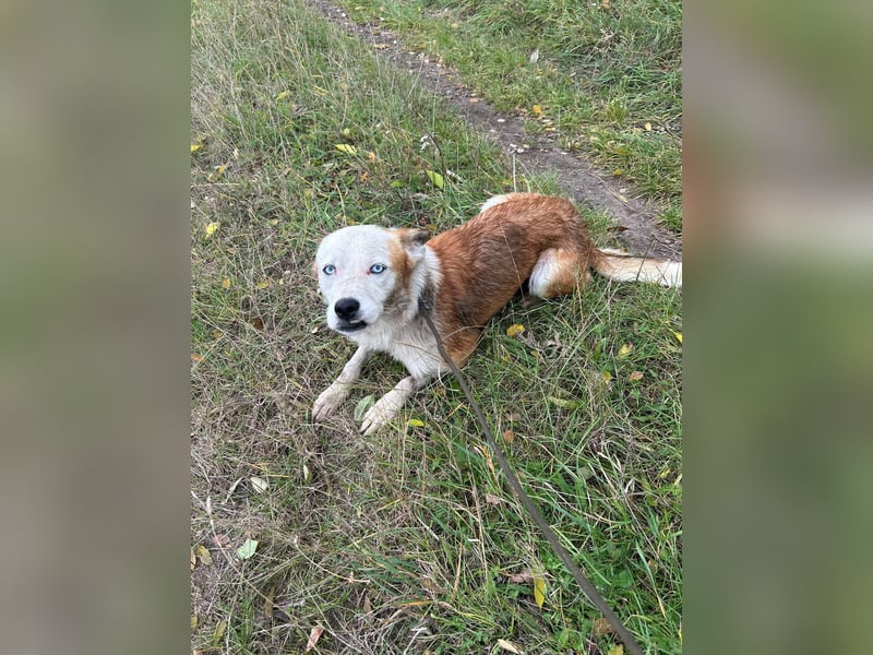 Prince, menschenbezogener Husky Mischling geb. 2023