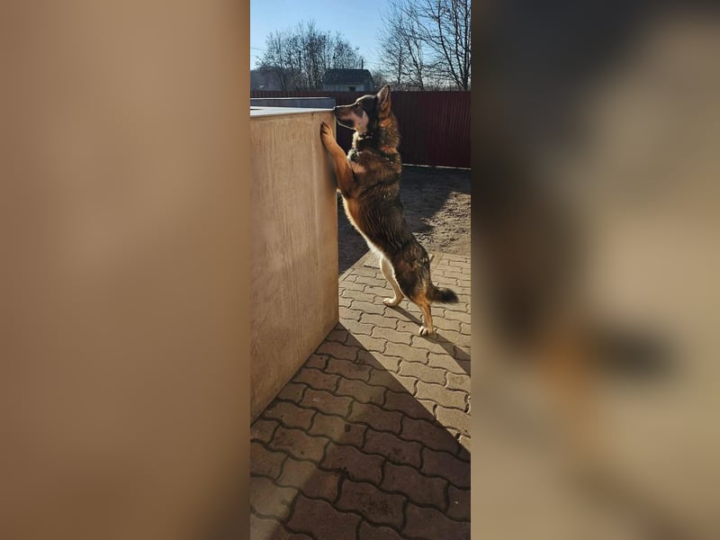 Catrina, familienfreundliche Husky MIschlingshündin geb. 01/2022