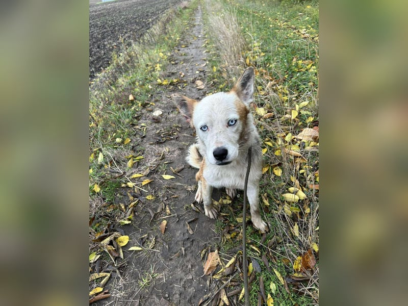 Prince, menschenbezogener Husky Mischling geb. 2023