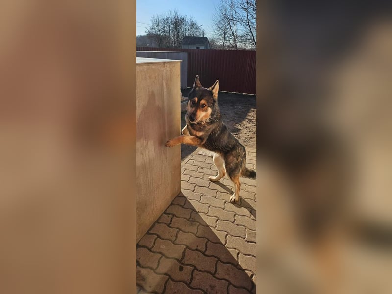 Catrina, familienfreundliche Husky MIschlingshündin geb. 01/2022