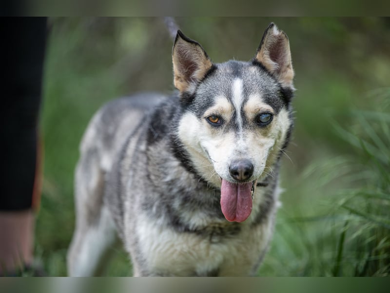 Dakota VA freundliche und liebevolle Husky Mix Hündin