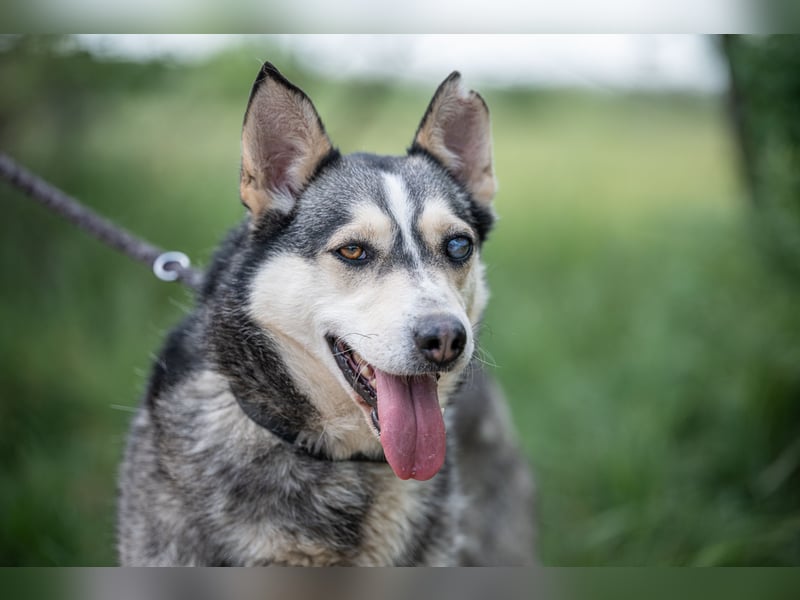 Dakota VA freundliche und liebevolle Husky Mix Hündin