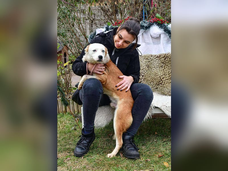 Prince, menschenbezogener Husky Mischling geb. 2023