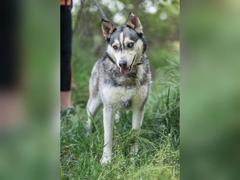 Dakota VA freundliche und liebevolle Husky Mix Hündin