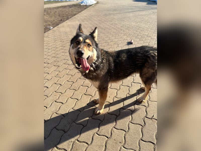 Catrina, familienfreundliche Husky MIschlingshündin geb. 01/2022
