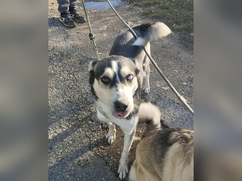 Dakota VA – aktiv, neugierig