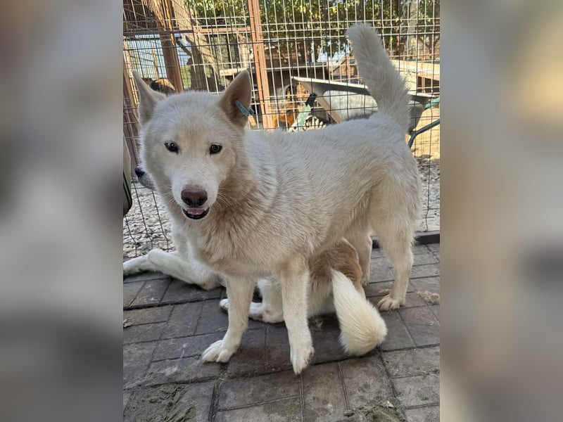 ♥NAJO♥ bezaubernder, wunderschöner, anhänglicher Husky-Rüde - ein wahrer Sonnenschein 54 cm