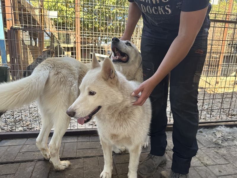 ♥NAJO♥ bezaubernder, wunderschöner, anhänglicher Husky-Rüde - ein wahrer Sonnenschein 54 cm