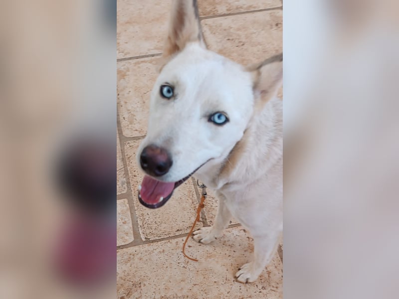 Perla: perfekter Partner für Hundesport-Freunde