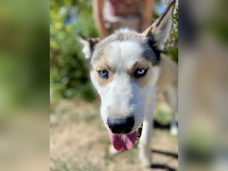 Sozialer, ausgeglichener Husky Mix, ca. 1 Jahr, kastriert