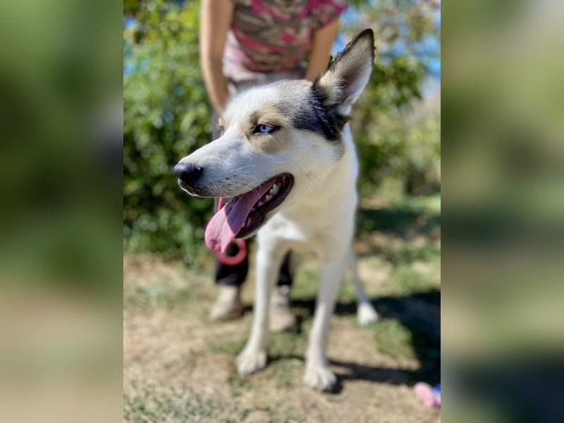 Sozialer, ausgeglichener Husky Mix, ca. 1 Jahr, kastriert