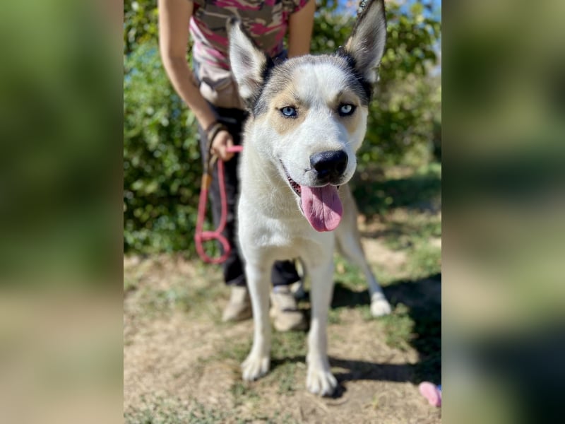 Sozialer, ausgeglichener Husky Mix, ca. 1 Jahr, kastriert