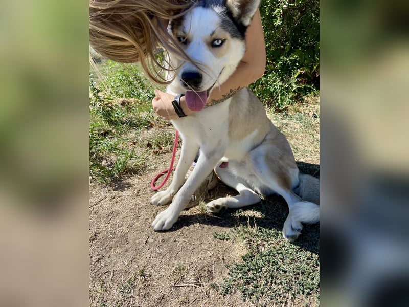 Sozialer, ausgeglichener Husky Mix, ca. 1 Jahr, kastriert