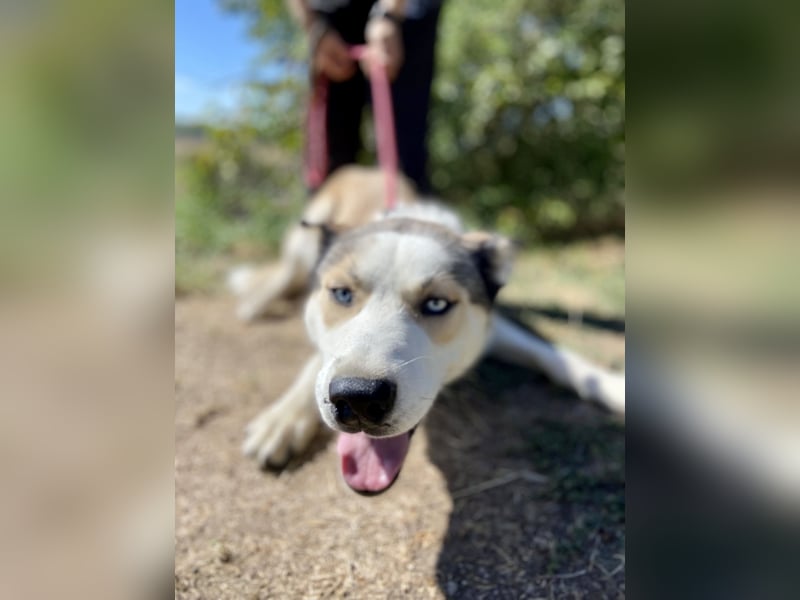 Sozialer, ausgeglichener Husky Mix, ca. 1 Jahr, kastriert