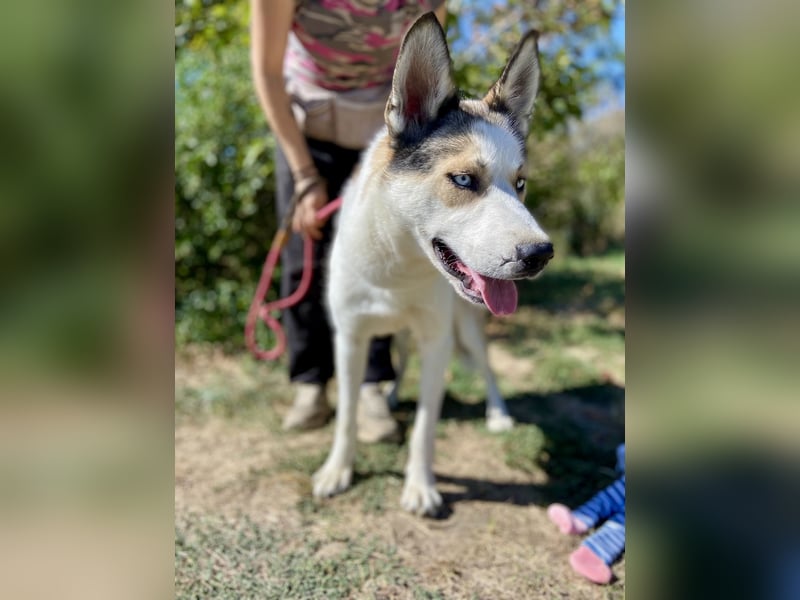 Sozialer, ausgeglichener Husky Mix, ca. 1 Jahr, kastriert