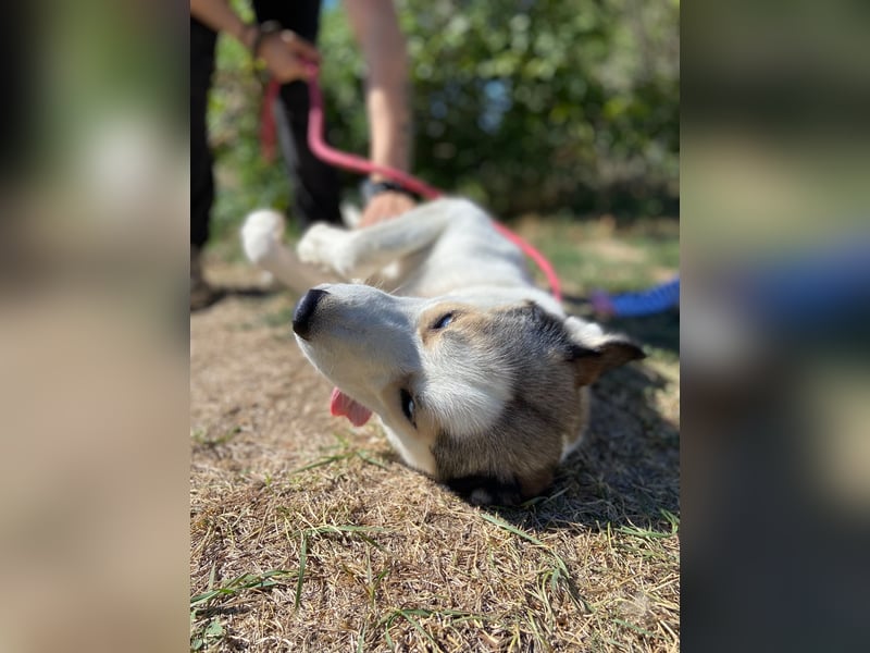 Sozialer, ausgeglichener Husky Mix, ca. 1 Jahr, kastriert