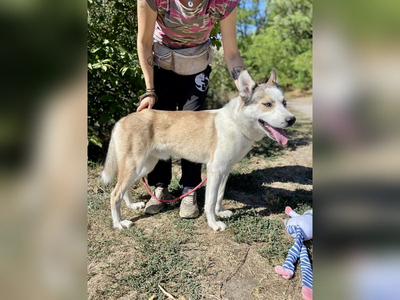 Sozialer, ausgeglichener Husky Mix, ca. 1 Jahr, kastriert