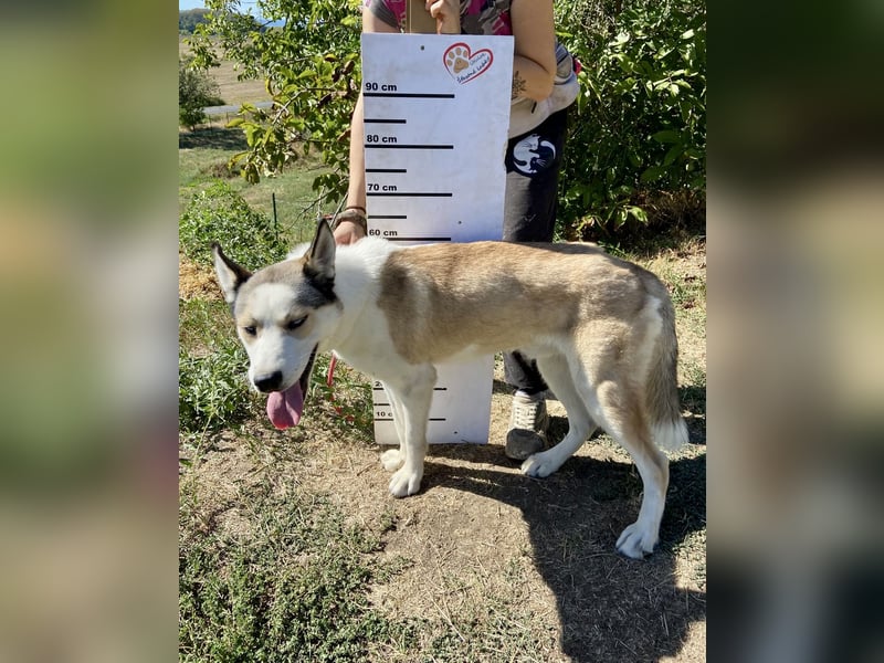 Sozialer, ausgeglichener Husky Mix, ca. 1 Jahr, kastriert
