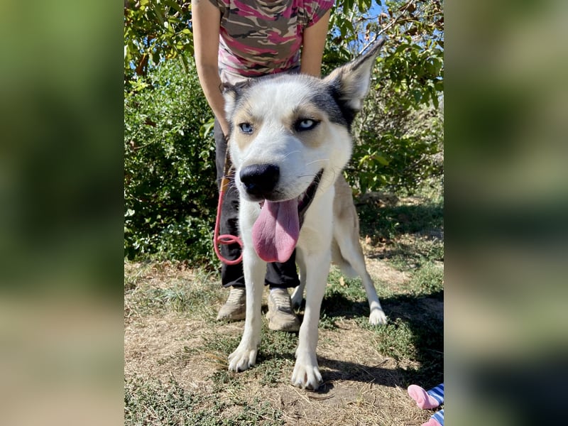Sozialer, ausgeglichener Husky Mix, ca. 1 Jahr, kastriert