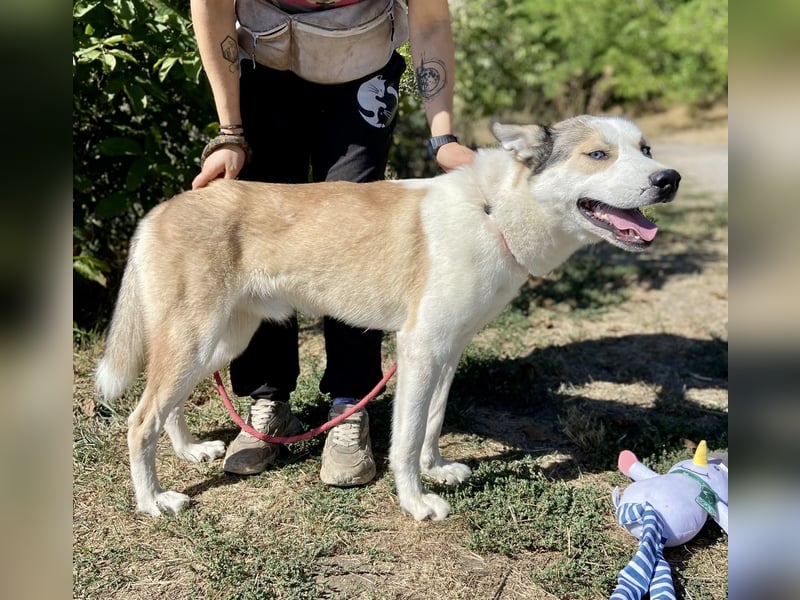 Sozialer, ausgeglichener Husky Mix, ca. 1 Jahr, kastriert