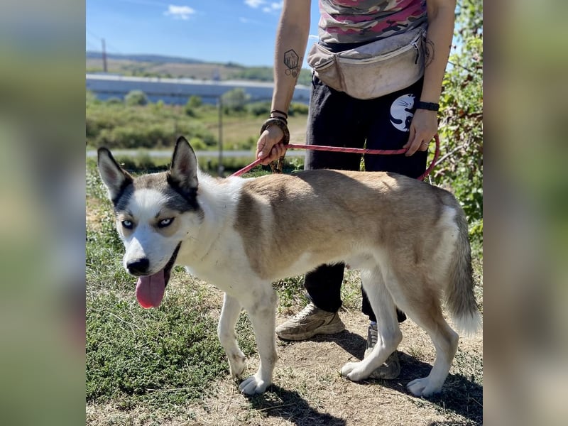 Sozialer, ausgeglichener Husky Mix, ca. 1 Jahr, kastriert