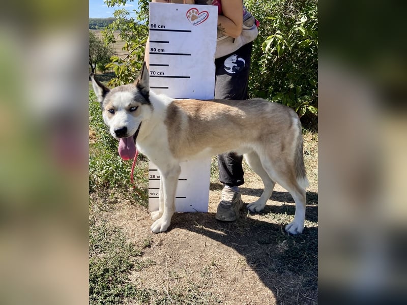 Sozialer, ausgeglichener Husky Mix, ca. 1 Jahr, kastriert