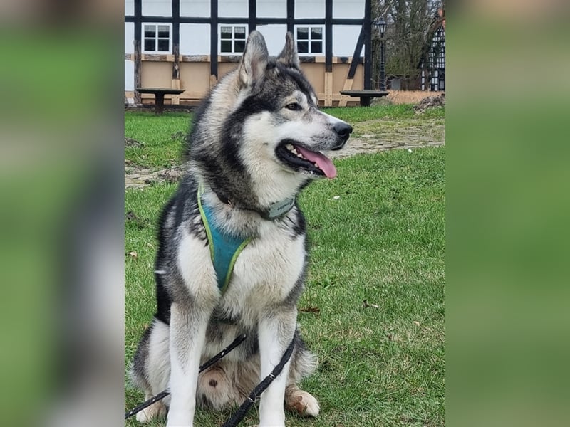 Siberian Husky Deckrüde