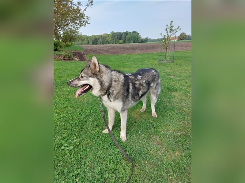 Siberian Husky Deckrüde