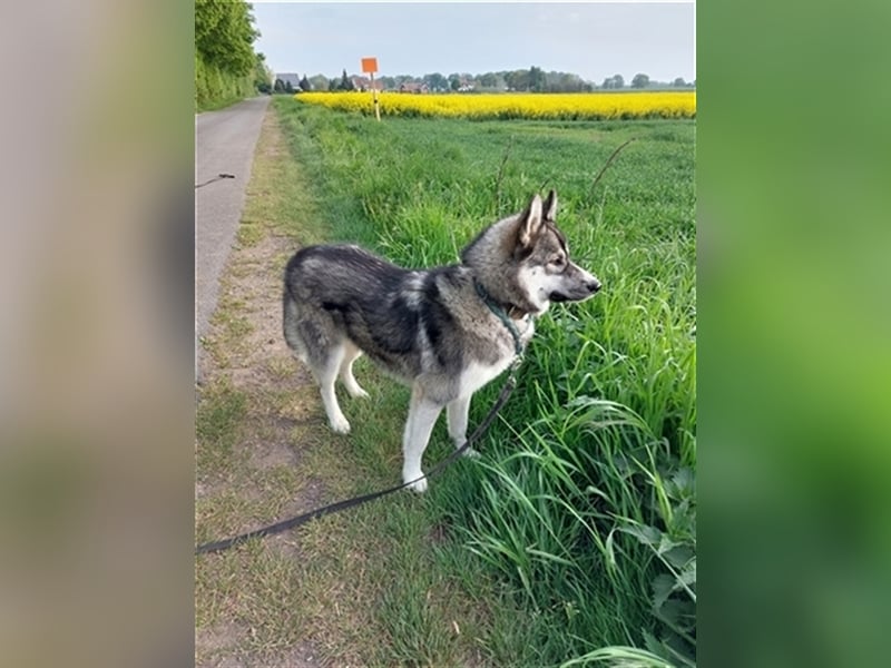 Siberian Husky Deckrüde
