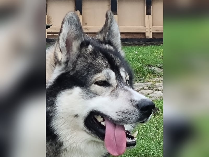 Siberian Husky Deckrüde