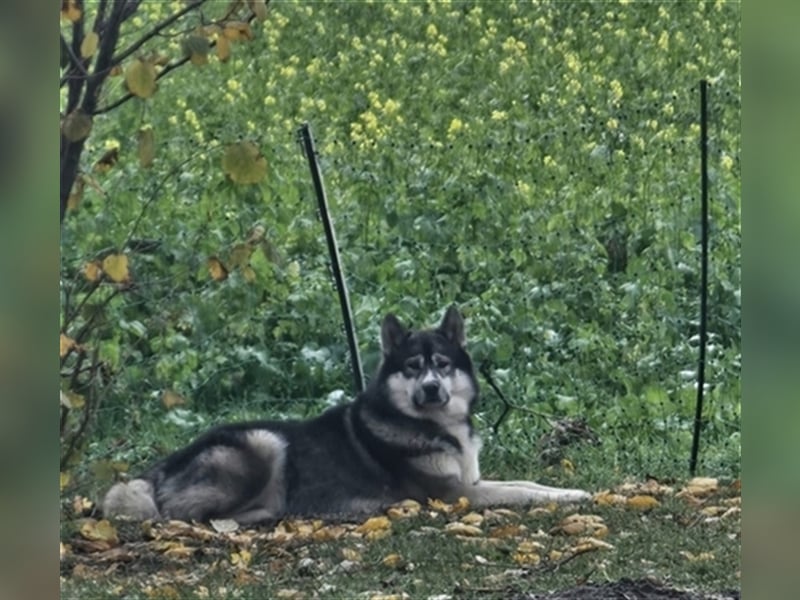 Siberian Husky Deckrüde