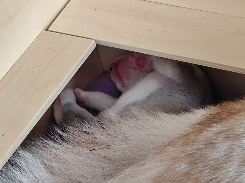 unsere C-Wurf ist geboren worden, noch eine frei