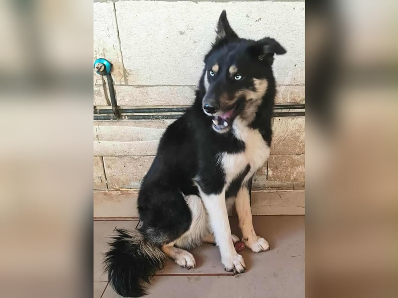 BLUE SKY - gerettet aus Horror Tötung Slatina, Ostern'22