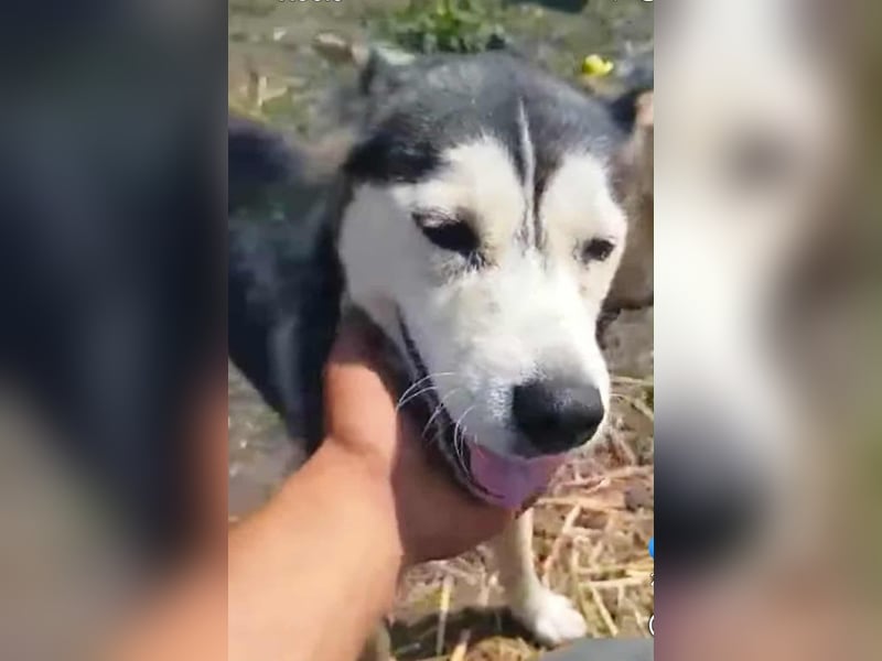 RHANJA ♥ - Gerettet aus Horror Tötung Slatina, Ostern'22