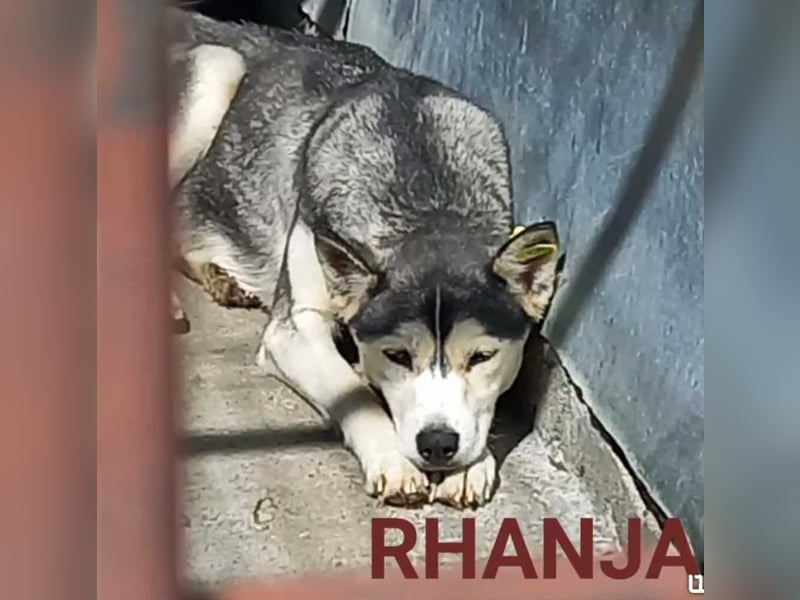 RHANJA ♥ - Gerettet aus Horror Tötung Slatina, Ostern'22