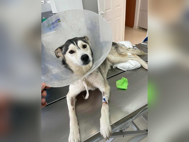 RHANJA ♥ - Gerettet aus Horror Tötung Slatina, Ostern'22