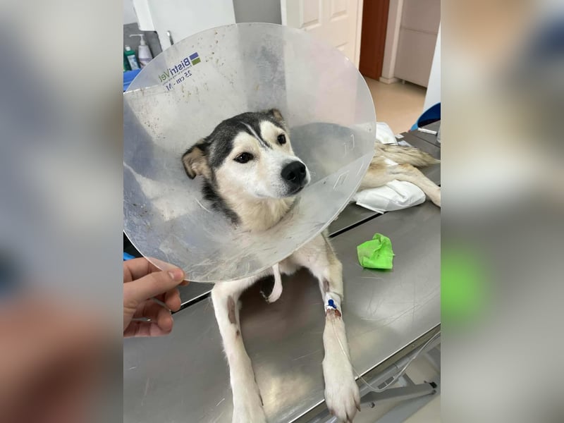 RHANJA ♥ - Gerettet aus Horror Tötung Slatina, Ostern'22