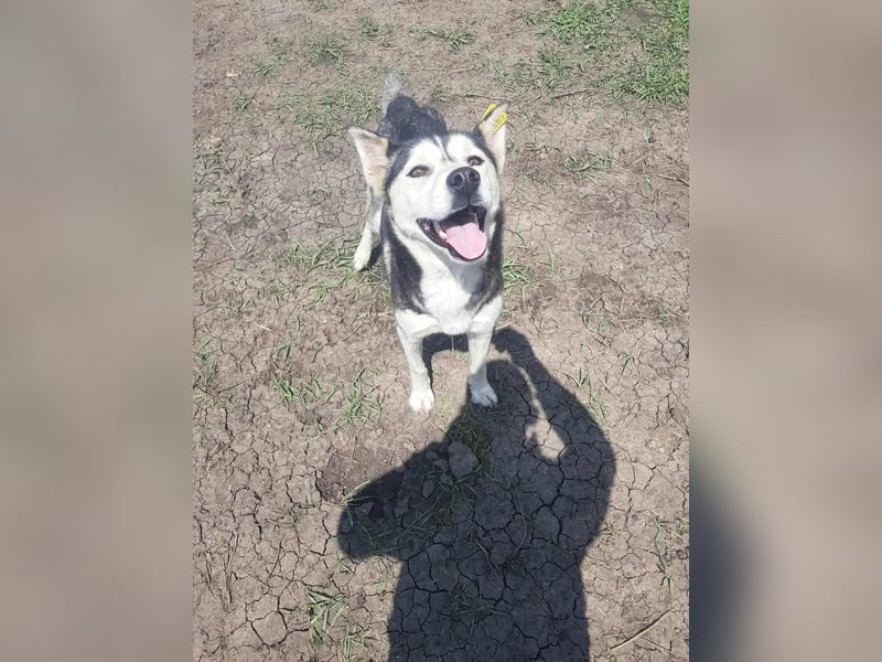 RHANJA ♥ - Gerettet aus Horror Tötung Slatina, Ostern'22