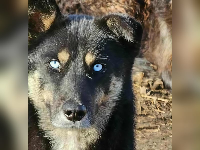 BLUE SKY - gerettet aus Horror Tötung Slatina, Ostern'22