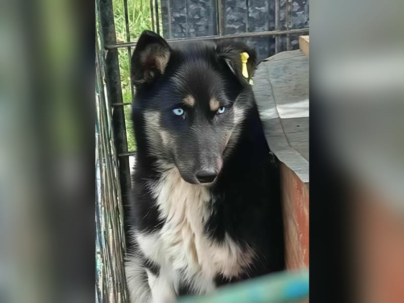 BLUE SKY - gerettet aus Horror Tötung Slatina, Ostern'22