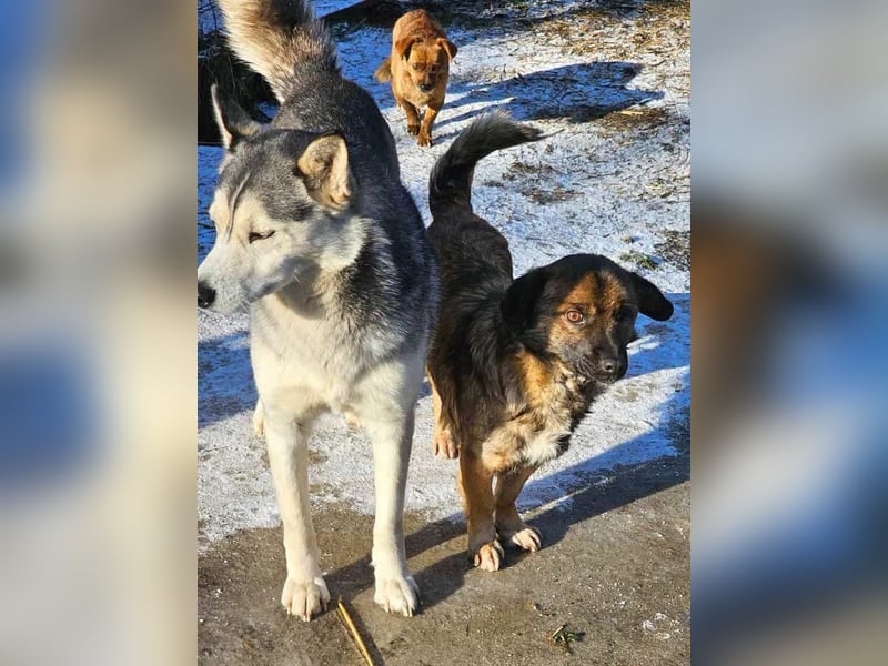 RHANJA ♥ - Gerettet aus Horror Tötung Slatina, Ostern'22