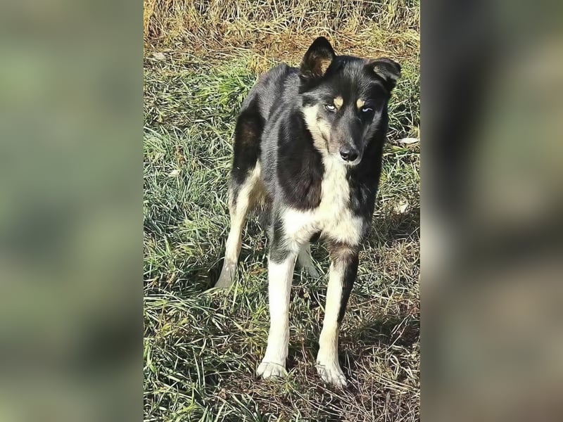 BLUE SKY - gerettet aus Horror Tötung Slatina, Ostern'22