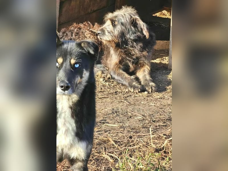 BLUE SKY - gerettet aus Horror Tötung Slatina, Ostern'22