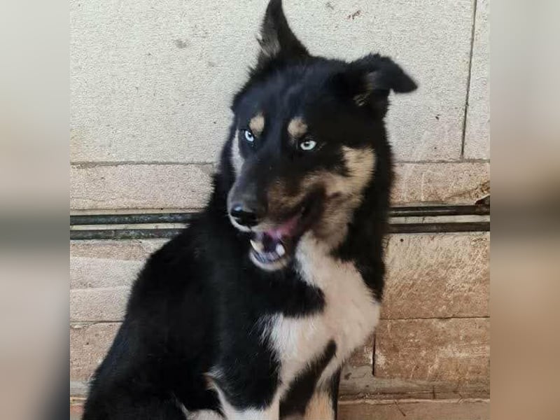 BLUE SKY - gerettet aus Horror Tötung Slatina, Ostern'22