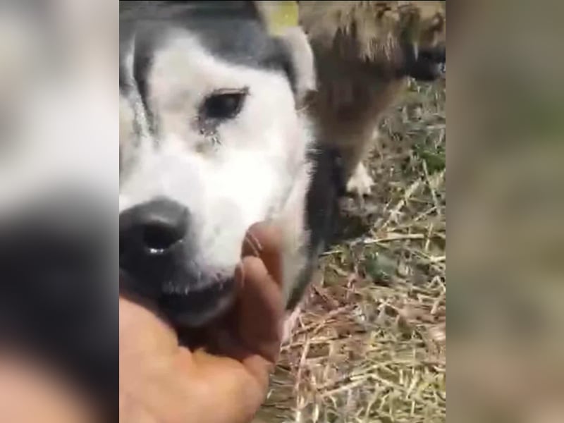 RHANJA ♥ - Gerettet aus Horror Tötung Slatina, Ostern'22