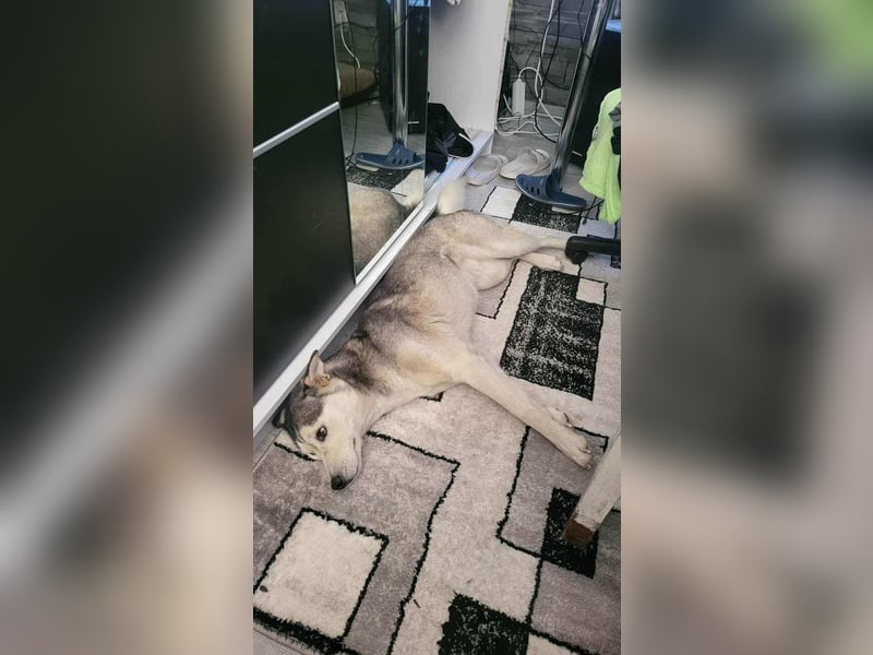 RHANJA ♥ - Gerettet aus Horror Tötung Slatina, Ostern'22