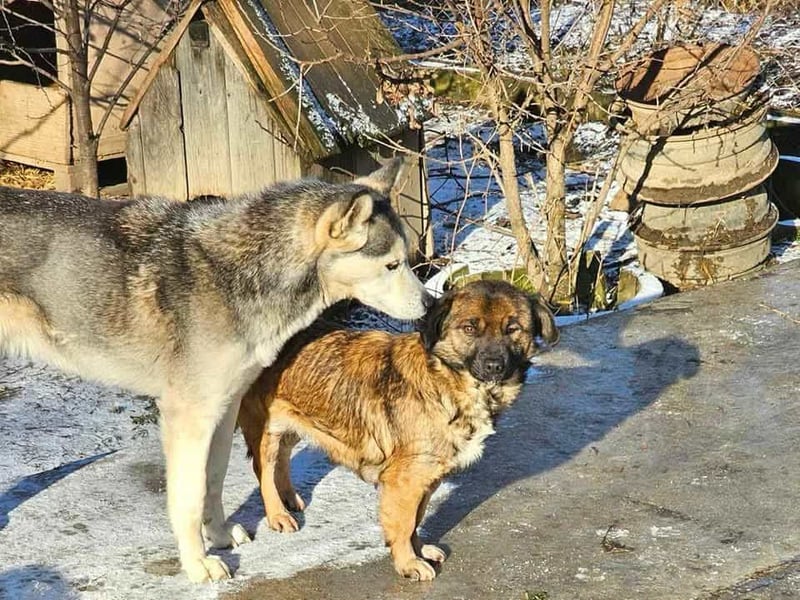 RHANJA ♥ - Gerettet aus Horror Tötung Slatina, Ostern'22