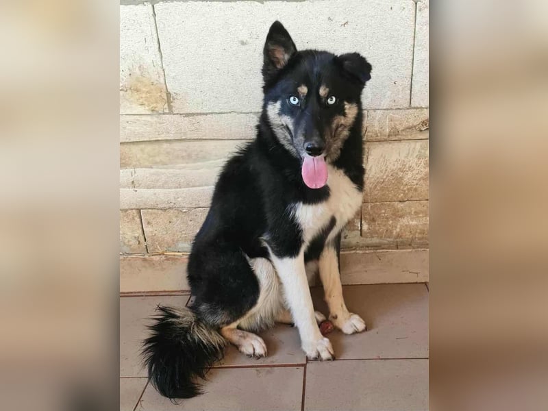 BLUE SKY - gerettet aus Horror Tötung Slatina, Ostern'22